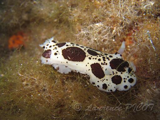 limace doris dalmatien.JPG - le doris dalmatien